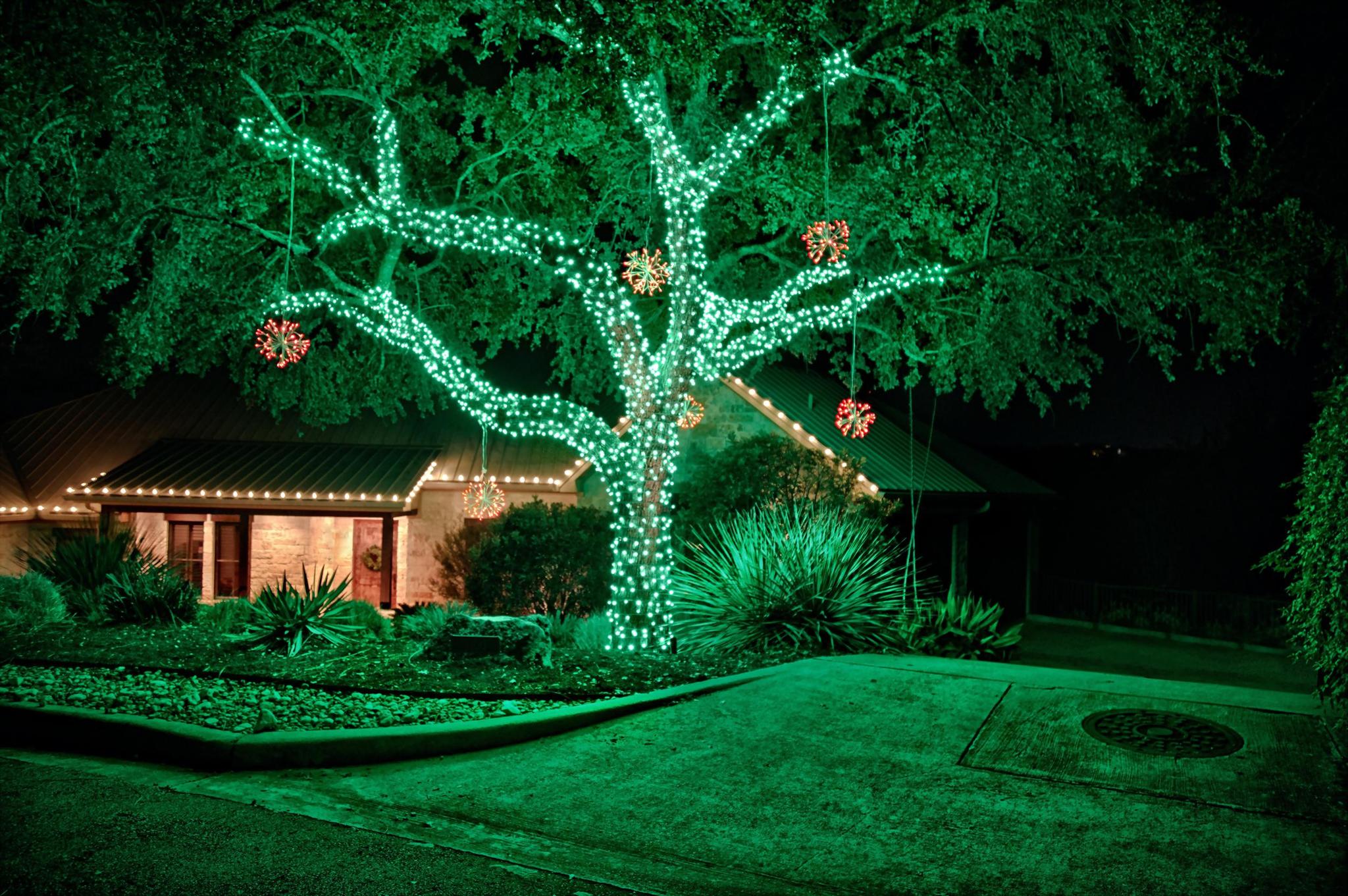 Large tree wrapped in green and white Christmas lights in front of a home